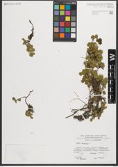 Foto von Salix herbacea L.